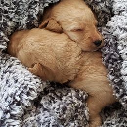 Double Doodle and Goldendoodle Puppies from Badgerland Goldendoodles