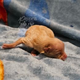 Pepper's Marigold - Goldie - Orange female Pomeranian puppy in Plant City, Florida from Pepper's Pomeranians