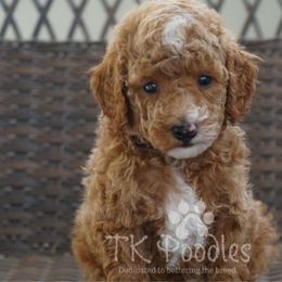 Nestle - Poodle puppy from TK Poodles