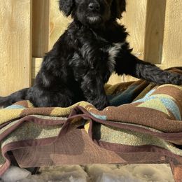 Bernedoodle Puppies from Paws of the Vineyard