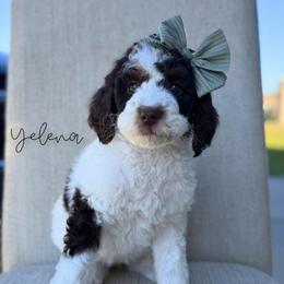 Yelena - Brown and white female Bernedoodle puppy in Owasso, Oklahoma from Kallams Bernedoodles & Bernese Mountain Dogs