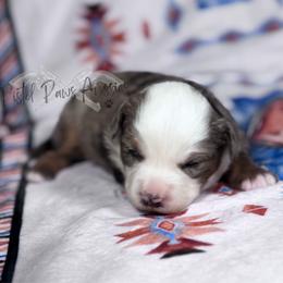 Valentina - Blue merle female Toy Australian Shepherd puppy in Liberty Hill, Texas from Pistol Paws Aussies