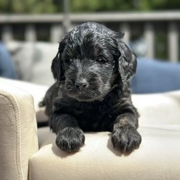 Poppy - Black female Goldendoodle puppy in Rainier, Oregon from Beaver Springs Puppies