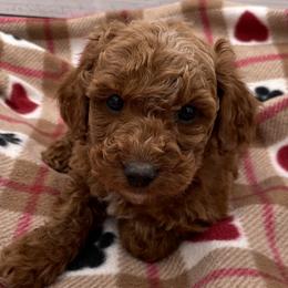 Max - Red  male Goldendoodle puppy in Kansas City, Kansas from Bella & Ivy’s Mini Goldendoodles of KC