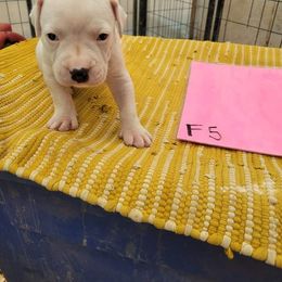 Girl 5 - American Bulldog puppy in Yellville, Arkansas from Offerman Family Bulldogs