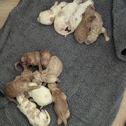 Goldendoodle Puppies from Megan Morrow