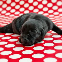 Rain - Black female Labrador Retriever puppy in Isle, Minnesota from Dog Ear Outfitters