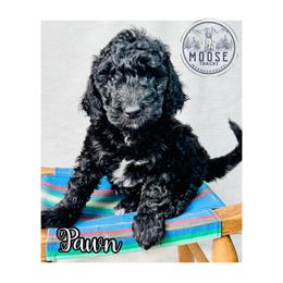 Pawn - Black female Bernedoodle puppy in Belleville, Michigan from Moose Tracks Bernedoodles