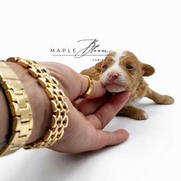Clover - Red  female Poodle puppy in Glen Rose, Texas from Maple Bloom Canine Co.