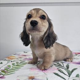 Shaded cream male - Cream male Dachshund puppy in Belle Rive, Illinois from Akin's Miniature Dachshunds, LLC