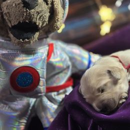 Nebula (red) - Golden female Golden Retriever puppy in Gainesville, Florida from Heart and Soul Dog Breeding, Inc.