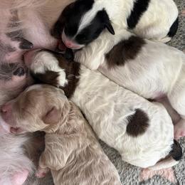 Sheepadoodle puppies from Lindy’s Doodles