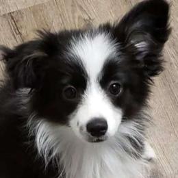 Tala - Toy Australian Shepherd