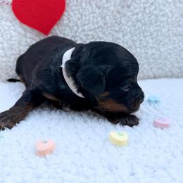 Angela - Tri-color female Cavapoo puppy in Redding, California from O’Hara  Doodles
