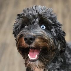 Aussiedoodles and Australian Mountain Doodles from Jagged Oaks Farm