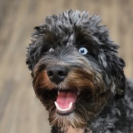 Aussiedoodles and Australian Mountain Doodles from Jagged Oaks Farm