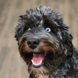 Aussiedoodles and Australian Mountain Doodles from Jagged Oaks Farm