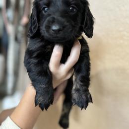 Dachshund Puppies from Davidson's Dachshunds