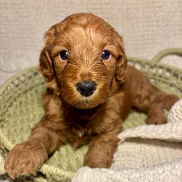 Teddy - Apricot male Goldendoodle puppy in Birmingham, Alabama from Ivy’s Doodles