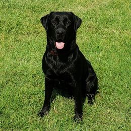 Charley - Labrador Retriever