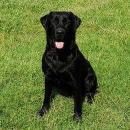 Charley - Labrador Retriever