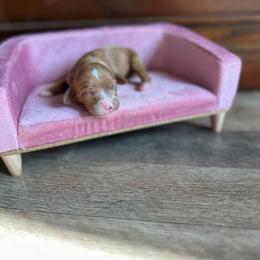 Dolly - Red female Cavapoo puppy in Thorndale, Texas from Hattie’s Texas Cavapoos