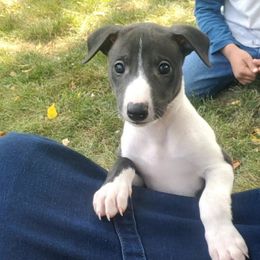 Tom - White and black male Whippet puppy in Davenport, Iowa from Whippety Split