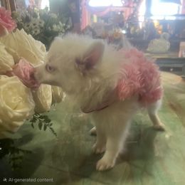 Katie Rose - White female Pomeranian puppy in Queen Anne's County, Maryland from La Belle Pomeranians