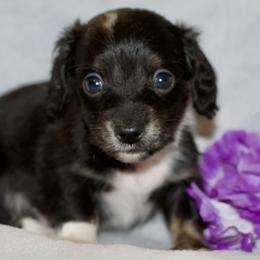 Blizzard - Black and cream male Dachshund puppy in Bellville, Ohio from JK Mini Doxies