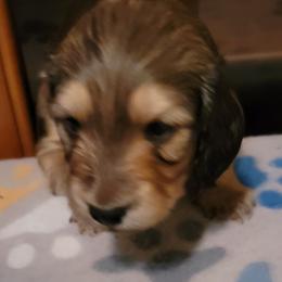 Dachshund Puppies from CLARK'S BREEDING PROGRAM