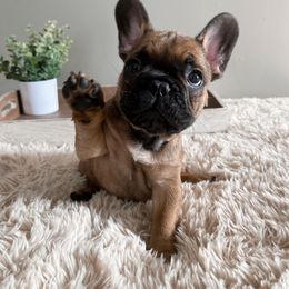 French Bulldog Puppies from Elite Frenchies of NC