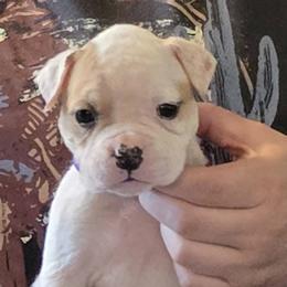 Reese - White and tan female American Bulldog puppy in Three Rivers, Michigan from Jemms Kennels