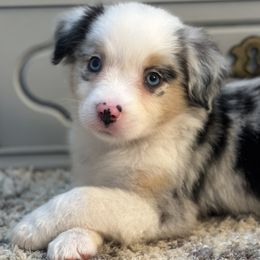 Miniature American Shepherds and Miniature Australian Shepherds from East to Western Aussies