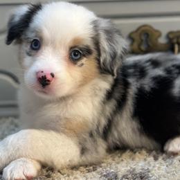 Miniature American Shepherds and Miniature Australian Shepherds from East to Western Aussies