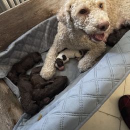 Lagotto Romagnolo Puppies from Lagotto Amore Breeders
