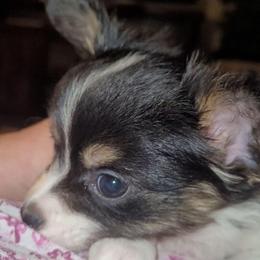 Boy 2 - Black red and white male Papillon puppy in Florida from Tammy's Papillon Playpen