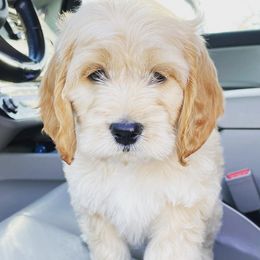 Bernedoodles, Cockapoos, Goldendoodles, and Poodles from Split Mountain Doodles