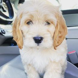 Bernedoodles, Cockapoos, Goldendoodles, and Poodles from Split Mountain Doodles