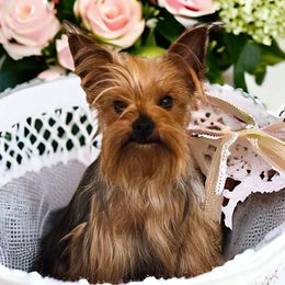 Sierra - Yorkshire Terrier