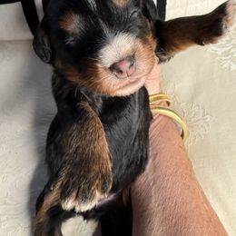 Aryna Sablanka - Phantom female Bernedoodle puppy in Curtice, Ohio from The Pink Doghouse