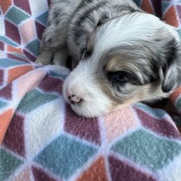 Miniature Australian Shepherd Puppies from R&R Mini Aussies