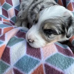 Miniature Australian Shepherd Puppies from R&R Mini Aussies