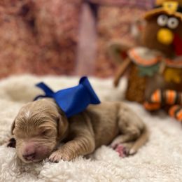 Dasher - Cream male Goldendoodle puppy in The Woodlands, Texas from Gracie's Goldendoodles and Bernedoodles