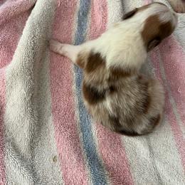 Caramello - Sable merle and white female Shetland Sheepdog puppy in Kerville, Texas from Cedar Hill Kennels