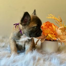 French Bulldog Puppies from Shining K Ranch