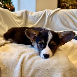 Maple - Black and tan male Pembroke Welsh Corgi puppy in Beaverton, Oregon from Pordr Corgis