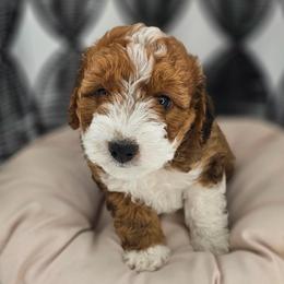 Buzz (Mr. Mint Green) - Sable male Aussiedoodle puppy in Georgetown, Texas from Mc Doodles of Texas LLC