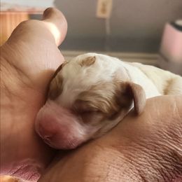 Red and white parti - Parti male Labradoodle puppy in Phelan, California from Family Doodles