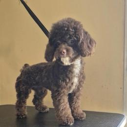 Brownie - Poodle