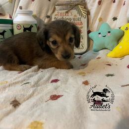 Kellogg - Cream male Dachshund puppy in East Dover, Vermont from Audet’s Mini Dachshunds